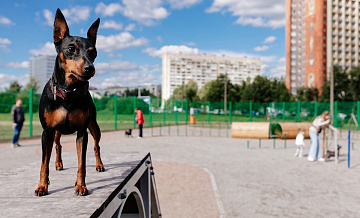 Администрация Санкт-Петербурга – владельцам собак